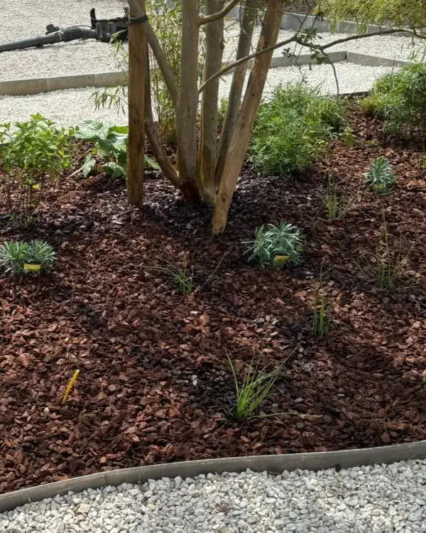 Massif paillé et désherbé au pied d'un arbre, bordé d'une allée de gravier